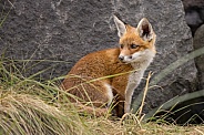 Young red fox cub in nature