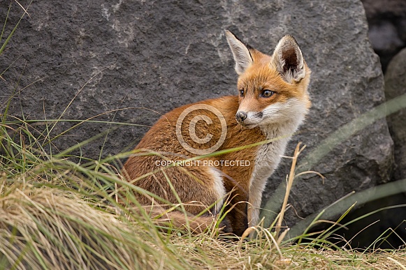 Young red fox cub in nature