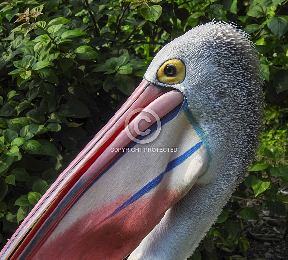 Australian Pelican