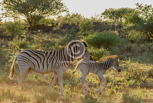 Mother and baby Burchell's Zebra