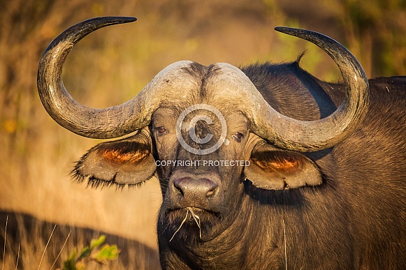 Cape Buffalo Cape Buffalo