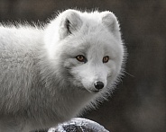 Arctic Fox-Ice Fox