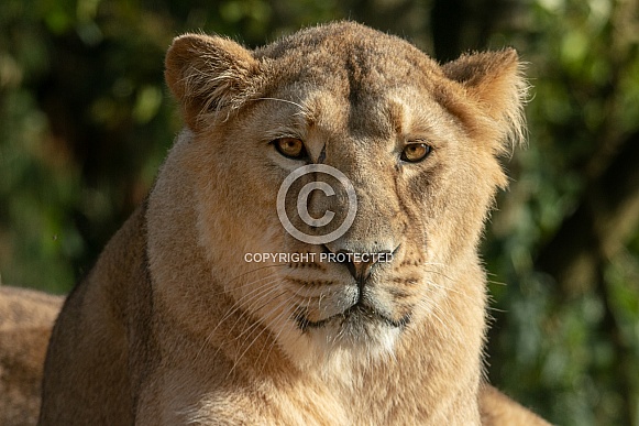 Asiatic Lioness