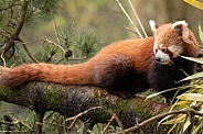 Red Panda In Tree Full Body