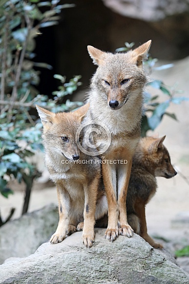 Golden Jackal (Canis Aureus)