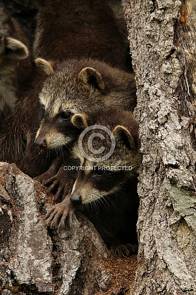 Baby Raccoons