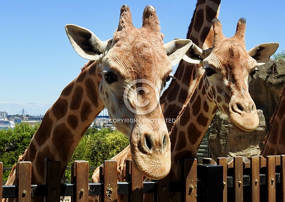 Giraffes