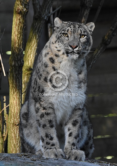 Snowleopard