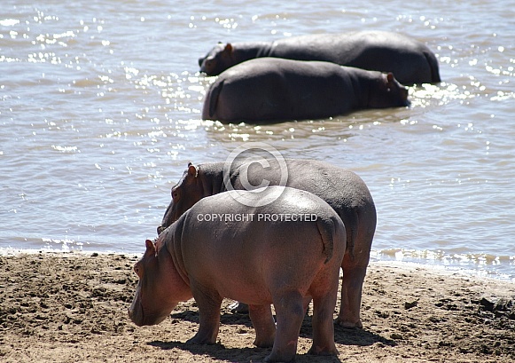 Hippos Hippos