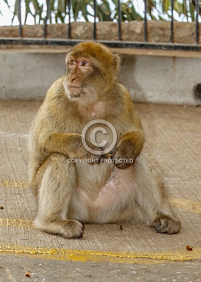 Barbary Macaque Barbary Macaque