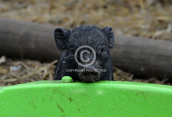 Miniature Pig Miniature Pig