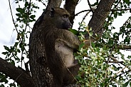 Baboon in tree