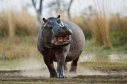 Aggressive hippo male fake attack