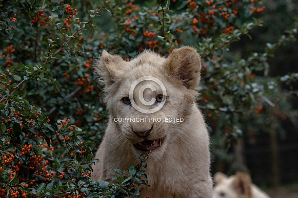 white Lion cub white Lion cub