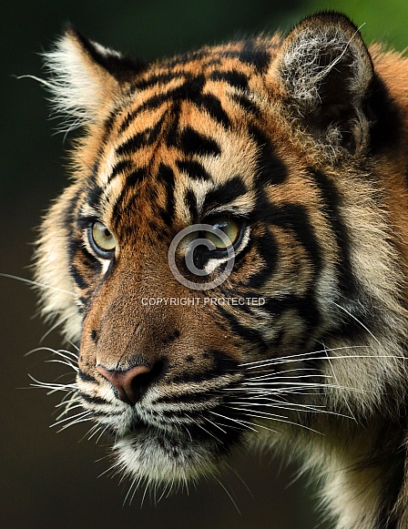 Sumatran Tiger