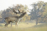 Fallow Deer