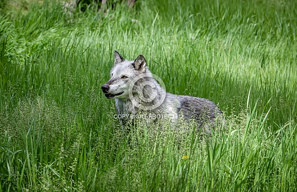Tundra Grey Wolf