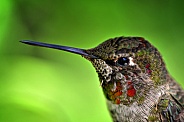 Hummingbird - Juvenile Anna's Portrait