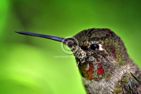 Hummingbird - Juvenile Anna's Portrait