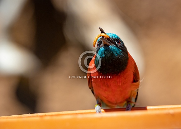 Bee Eaters Bee Eaters