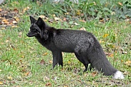 Red Fox - black phase