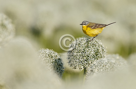 Yellow Wagtail bird