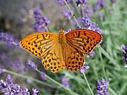 Silver-washed fritillary, male