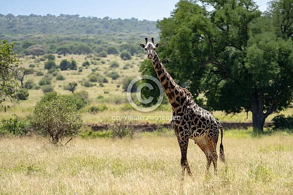 Male giraffe in a grass field Male giraffe in a grass field