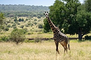 Male giraffe in a grass field