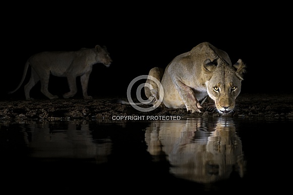 Lioness (wild)