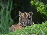 Sumatran Tiger cub