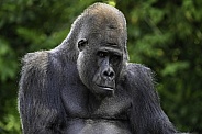 Western Lowland Gorilla