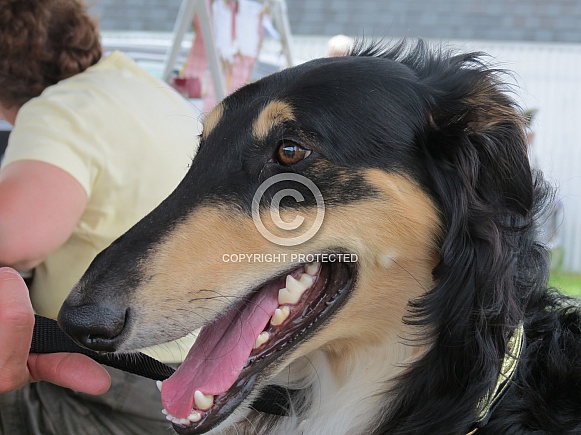 Borzoi Borzoi