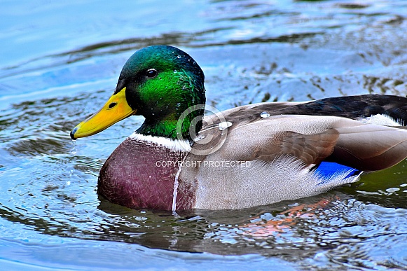 Mallard Duck