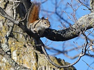 Red squirrel in Tree