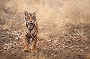 Beautiful tiger in the nature habitat. Tiger pose in amazing light. Wildlife scene with wild animal. Indian wildlife. Indian tiger. Panthera tigris tigris.