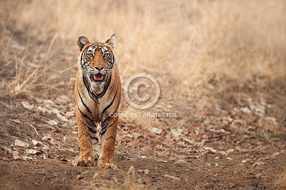 Beautiful tiger in the nature habitat. Tiger pose in amazing light. Wildlife scene with wild animal. Indian wildlife. Indian tiger. Panthera tigris tigris.