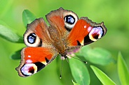 European Peacock butterfly (Aglais io)