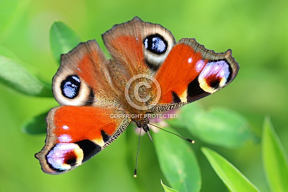 European Peacock butterfly (Aglais io)
