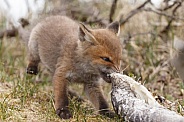 Red fox cubs