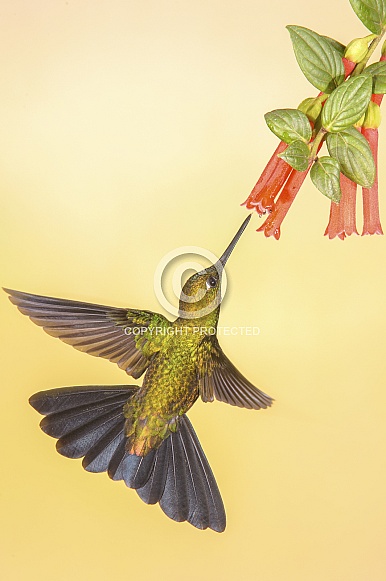 Fawn-breasted Brilliant Hummingbird Fawn-breasted Brilliant Hummingbird