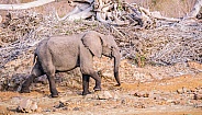 African Elephant (wild)