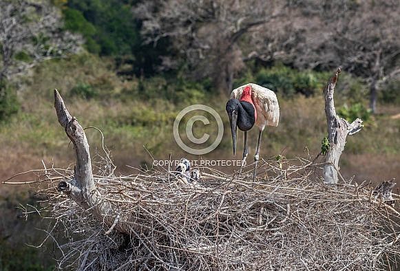 Jabiru Stork and Chicks