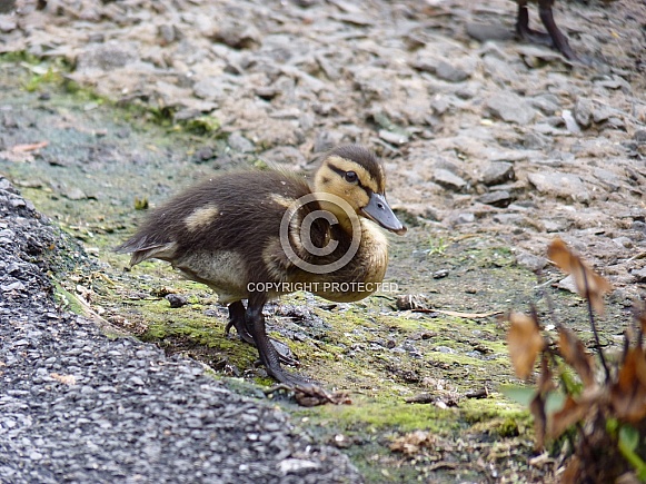 Mallard Duckling