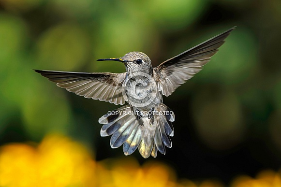 Hummingbird-Anna Hover Hummingbird-Anna Hover