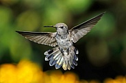 Hummingbird-Anna Hover