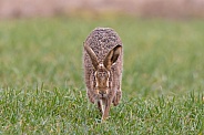 Brown Hare