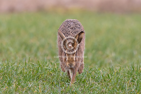 Brown Hare