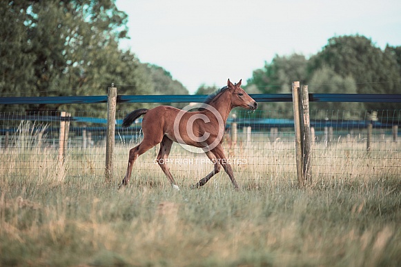 Bay Mare and filly Foal