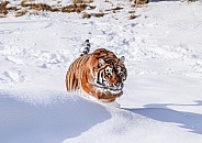 Siberian Tiger in deep snow